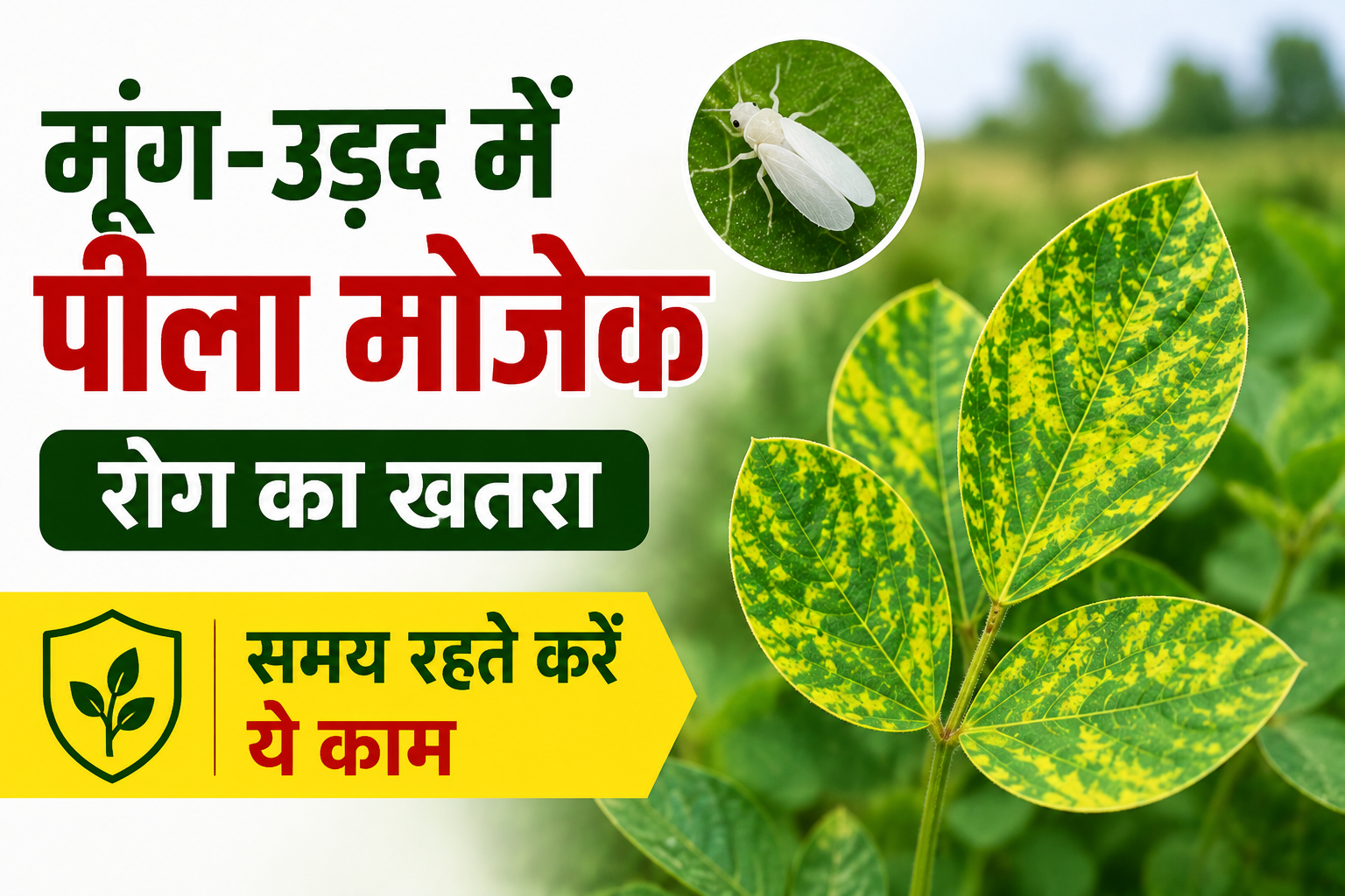 मूंग-उड़द की फसल में पीला मोजेक का खतरा, जानें Moong Urad Mein Peela Mosaic Rog Ka Ilaj