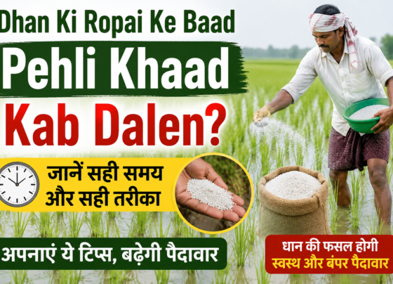 Dhan Ki Ropai Ke Baad Pehli Khaad Kab Dalen?