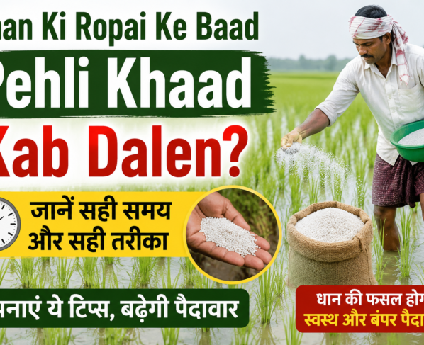 Dhan Ki Ropai Ke Baad Pehli Khaad Kab Dalen?