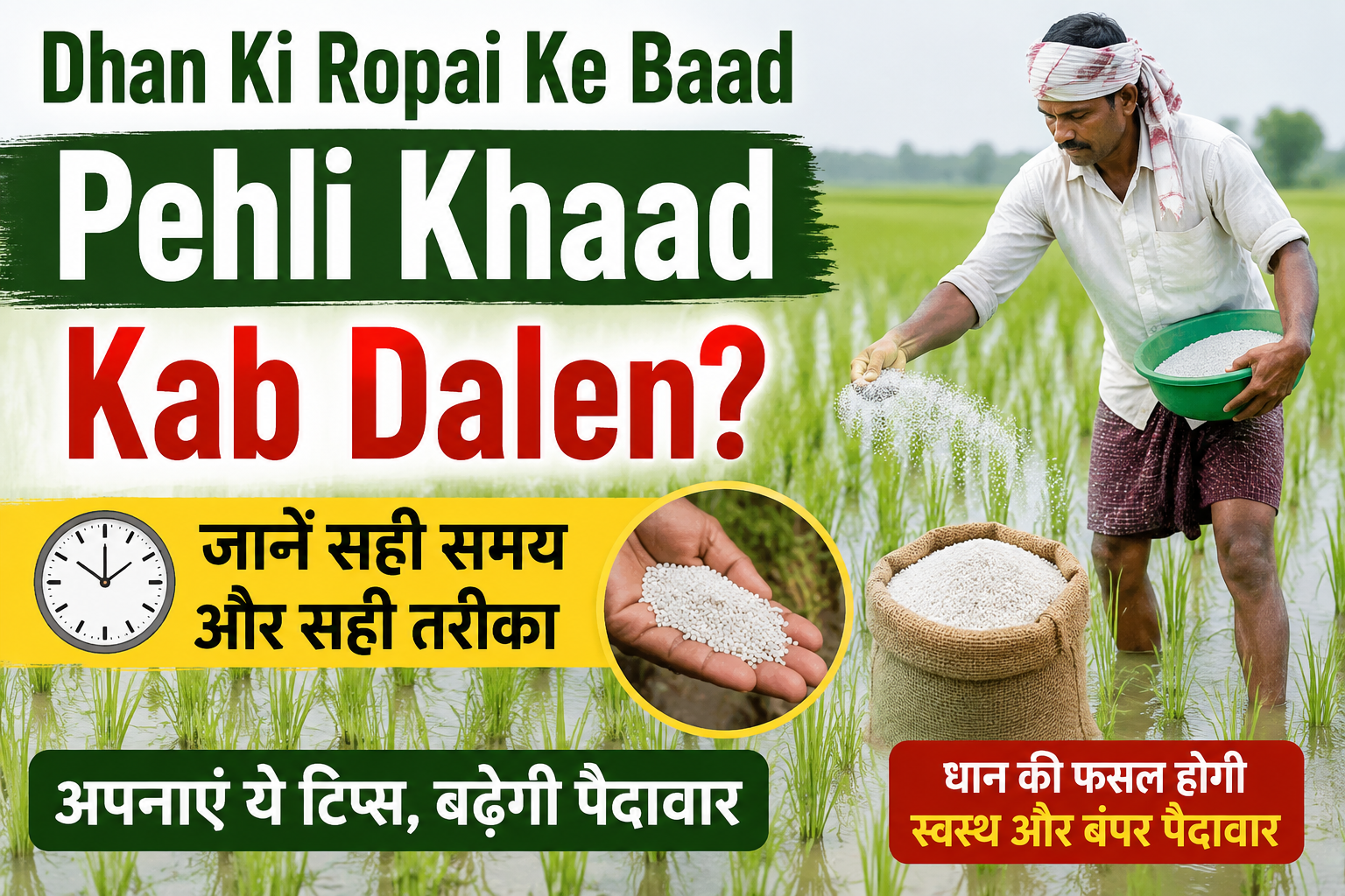 धान की रोपाई के बाद पहली खाद कब डालें? जानें सही समय और सही तरीका, बढ़ेगी पैदावार Dhan Ki Ropai Ke Baad Pehli Khaad Kab Dalen?