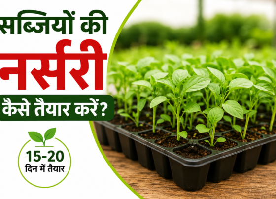 Sabjiyon Ki Nursery Kaise Taiyar Karein