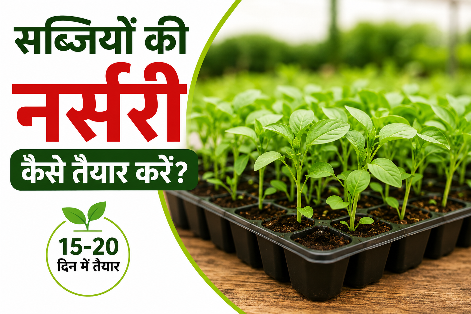 20 दिन में तैयार करें सब्जियों की नर्सरी, मजबूत पौध से बढ़ेगी कमाई Sabjiyon Ki Nursery Kaise Taiyar Karein