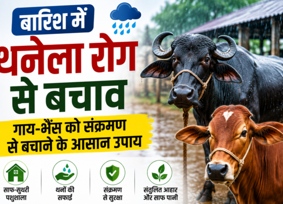 Barish Mein Thanela Rog Se Bachav