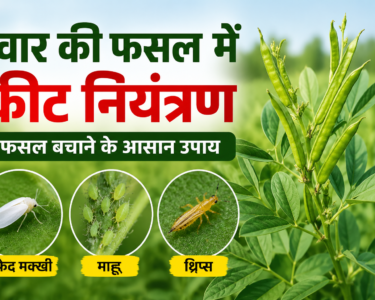 Gwar Ki Fasal Mein Keet Niyantran
