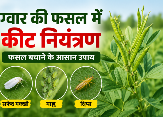 Gwar Ki Fasal Mein Keet Niyantran