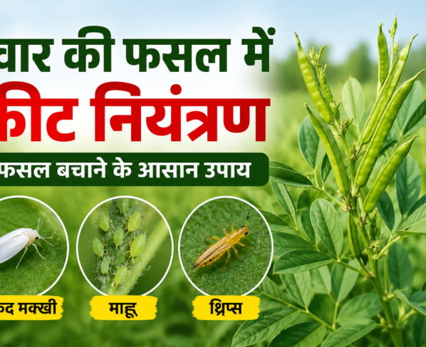 Gwar Ki Fasal Mein Keet Niyantran
