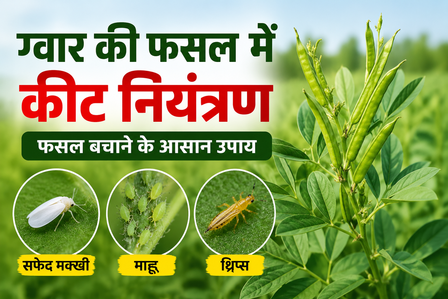 ग्वार की फसल पर कीटों का खतरा, जानें बचाव के आसान उपाय Gwar Ki Fasal Mein Keet Niyantran