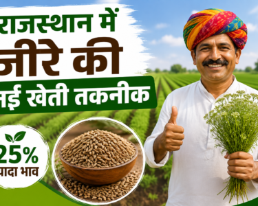 Rajasthan Mein Jeere Ki Nai Kheti Takneek