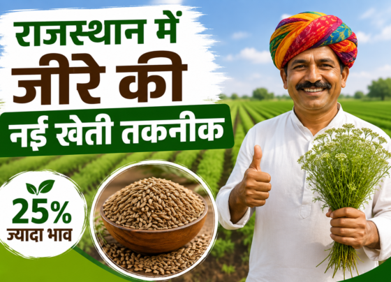 Rajasthan Mein Jeere Ki Nai Kheti Takneek