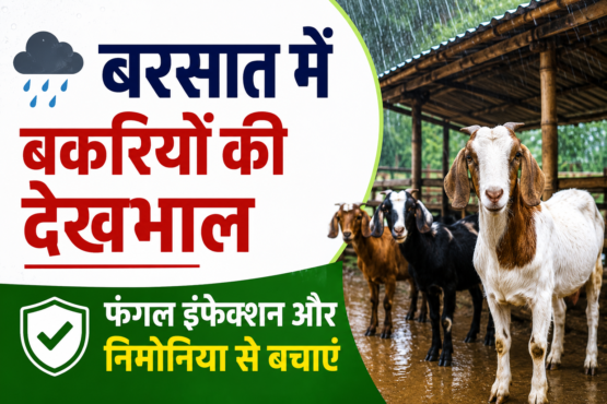 Barish Mein Bakriyon Ki Dekhbhal