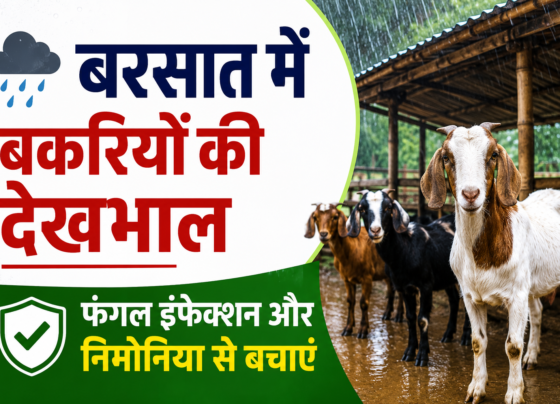 Barish Mein Bakriyon Ki Dekhbhal