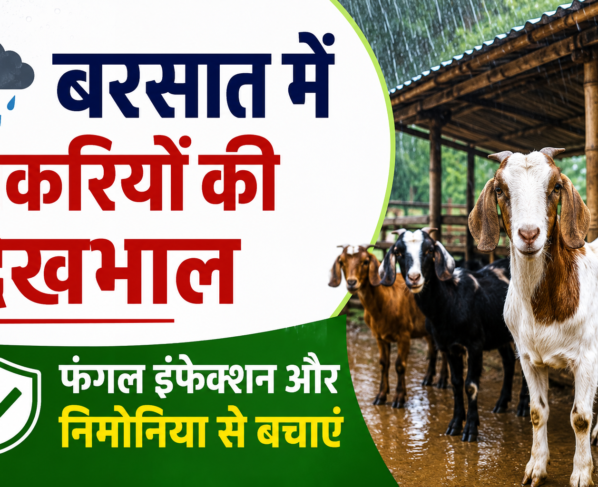 Barish Mein Bakriyon Ki Dekhbhal