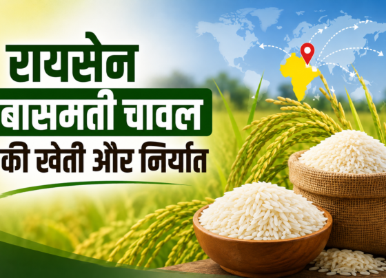 Raisen Basmati Chawal Ki Kheti Aur Niryat Kaise Kare
