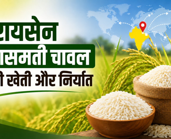 Raisen Basmati Chawal Ki Kheti Aur Niryat Kaise Kare