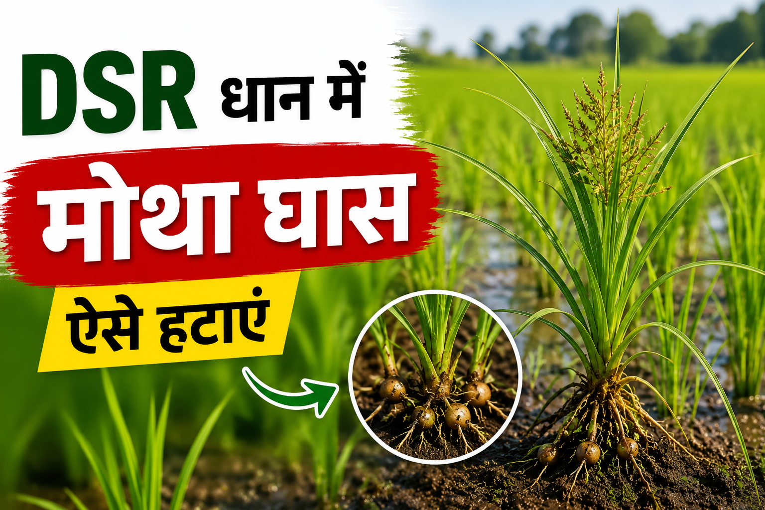 DSR धान में मोथा घास का आतंक, फसल बचाने के लिए अपनाएं ये असरदार उपाय DSR Dhan Mein Motha Ghaas Ko Kaise Hatae
