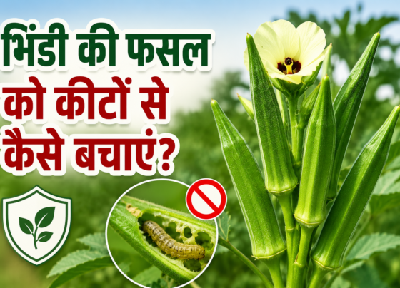 Bhindi Ki Fasal Ko Keeton Se Kaise Bachayein