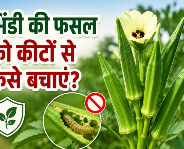 Bhindi Ki Fasal Ko Keeton Se Kaise Bachayein