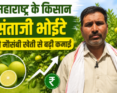 Staji Bhoite Mausambi Farming Success Story in Maharashtra