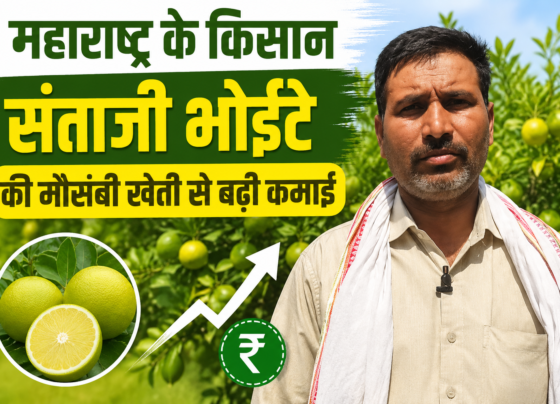 Staji Bhoite Mausambi Farming Success Story in Maharashtra