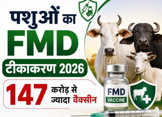 Pashuon ka FMD Tikakaran 2026