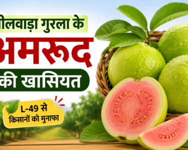 Bhilwara Gurla Ke Amrood Ki Khaasiyat