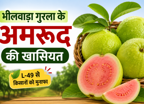 Bhilwara Gurla Ke Amrood Ki Khaasiyat
