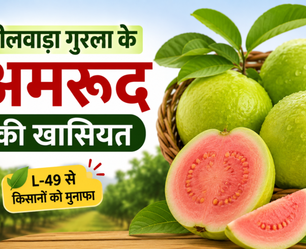Bhilwara Gurla Ke Amrood Ki Khaasiyat