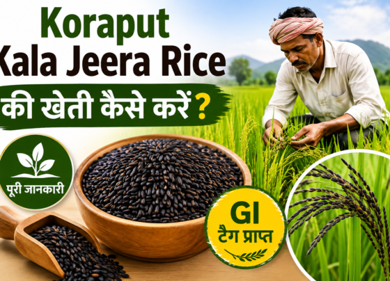 Koraput Kala Jeera Rice Ki Kheti Kaise Kare
