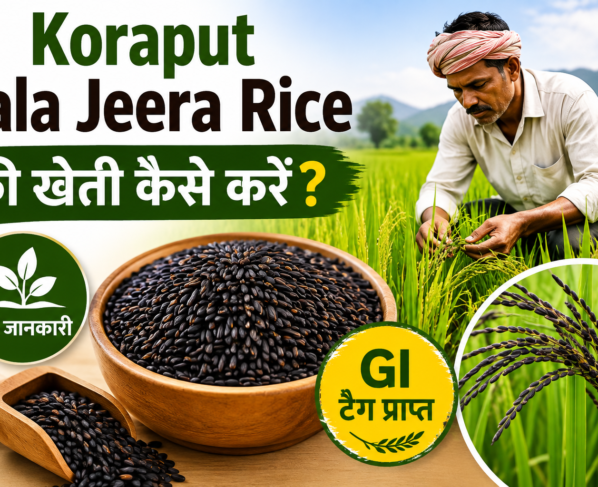 Koraput Kala Jeera Rice Ki Kheti Kaise Kare