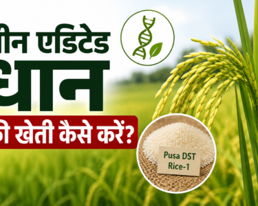 Gene Edited Dhan Ki Kheti Kese Kre?
