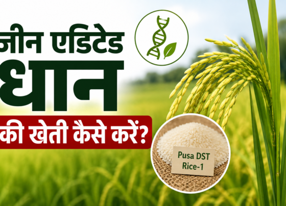 Gene Edited Dhan Ki Kheti Kese Kre?