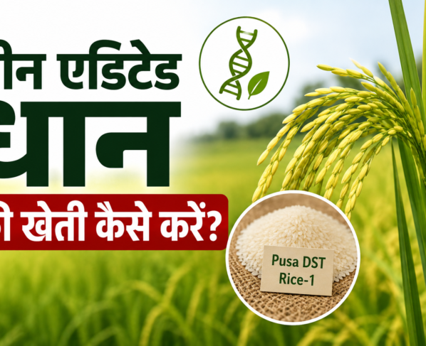 Gene Edited Dhan Ki Kheti Kese Kre?