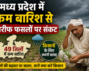 Madhya Pradesh Mein Kam Barish Se Kharif Faslon Par Sankat