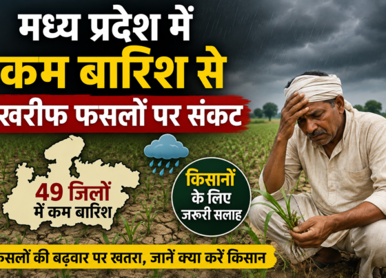 Madhya Pradesh Mein Kam Barish Se Kharif Faslon Par Sankat