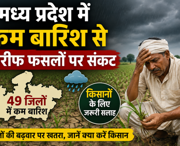 Madhya Pradesh Mein Kam Barish Se Kharif Faslon Par Sankat