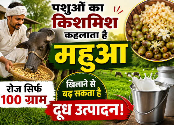 Dudharu Pashuon Ko Mahua Khilane Ke Fayde