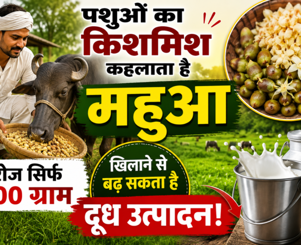 Dudharu Pashuon Ko Mahua Khilane Ke Fayde