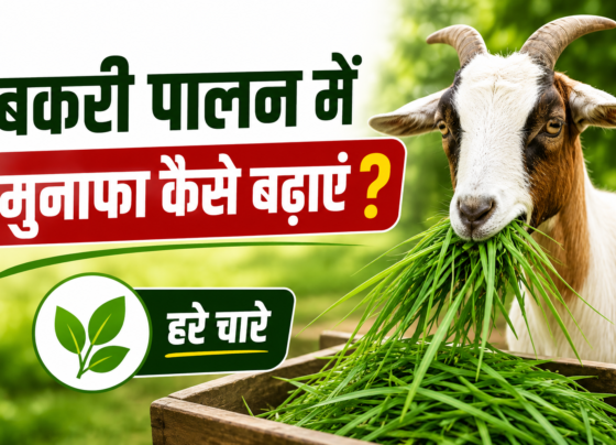 Bakri Palan Mein Munafa Kaise Badhayein?