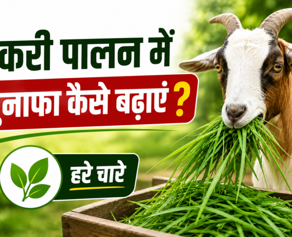 Bakri Palan Mein Munafa Kaise Badhayein?