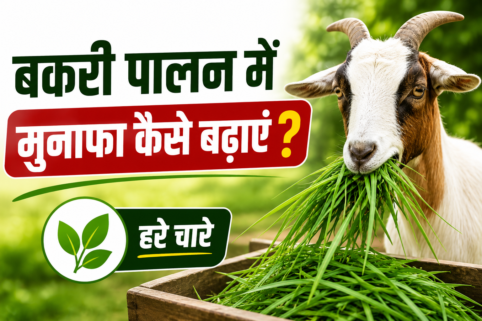 बकरी पालन में कमाई बढ़ाने के आसान तरीके, हरे चारे से बढ़ेगी कमाई Bakri Palan Mein Munafa Kaise Badhayein?