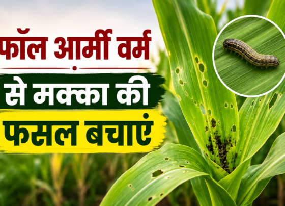 Fall Army Worm Se Makka Ki Fasal Bachane Ke Upay
