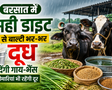 Barsaat Mein Gaay-Bhains Ki Diet
