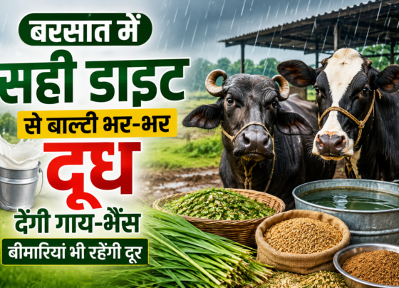 Barsaat Mein Gaay-Bhains Ki Diet