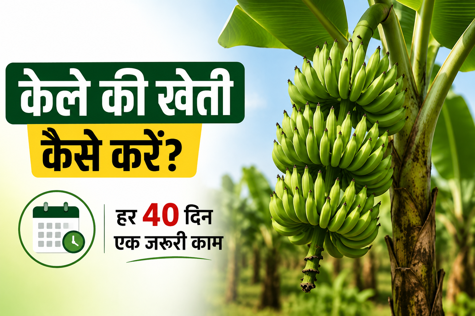 केले की खेती में बंपर कमाई का सीक्रेट! हर 40-45 दिन में करें ये काम, 35% तक बढ़ सकती है पैदावार Kele Ki Kheti Kaise Karein