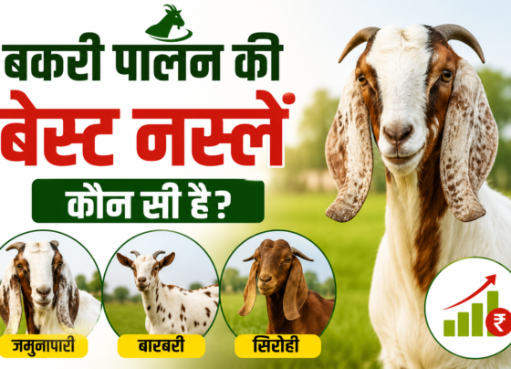 Bakri Palan Ki Best Naslen Kaun Si Hai