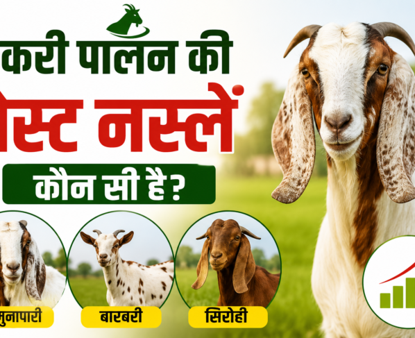 Bakri Palan Ki Best Naslen Kaun Si Hai