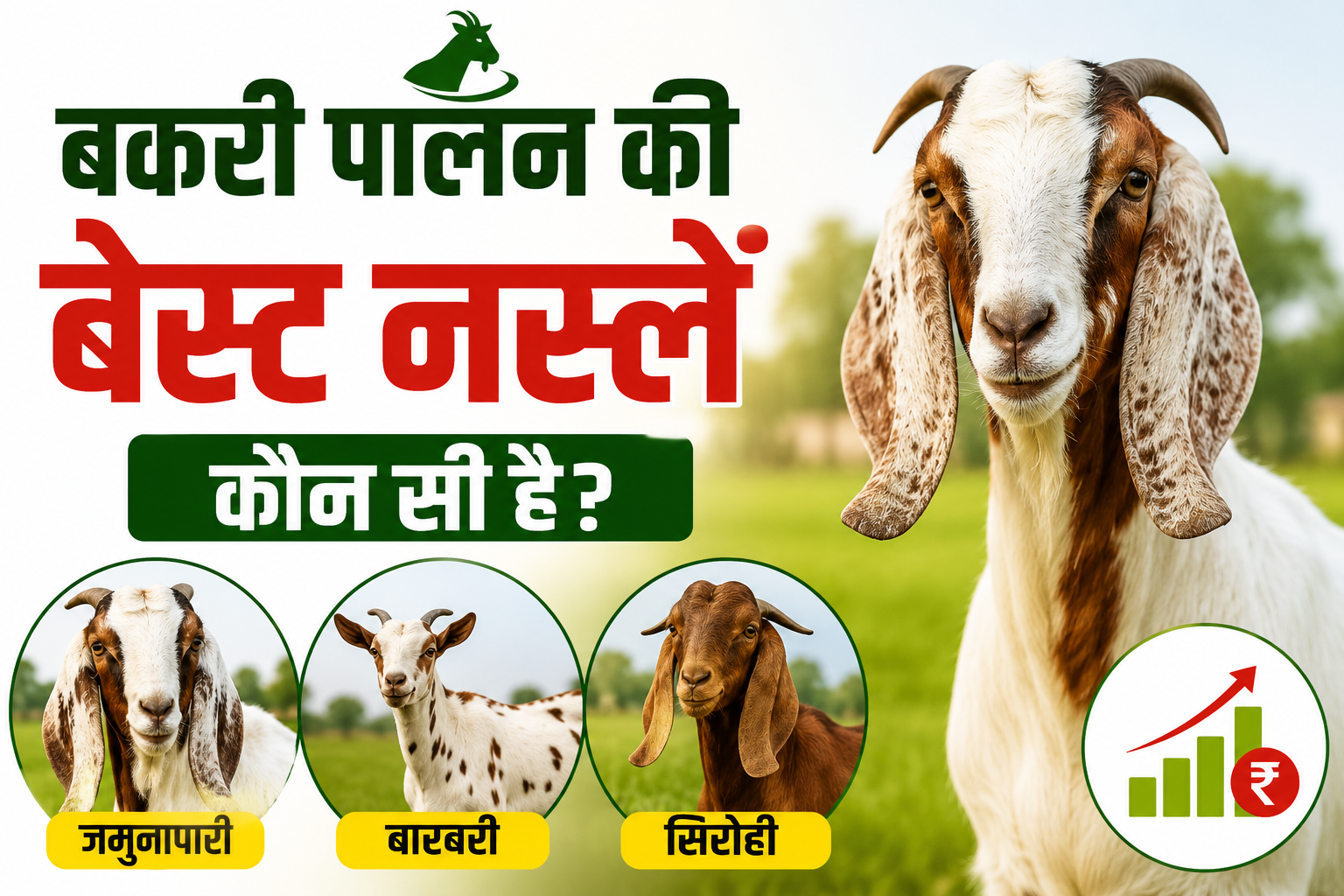 जानिए कौन-सी बकरी दिलाएगी सबसे ज्यादा मुनाफा Bakri Palan Ki Best Naslen Kaun Si Hai?