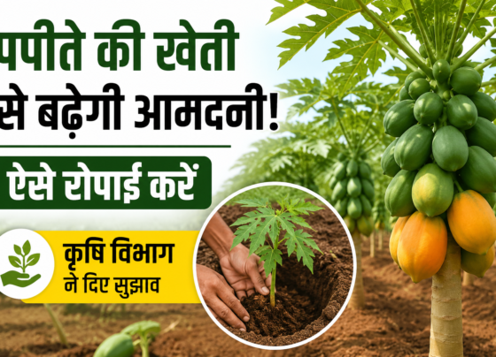 Papita Ki Kheti Kaise Kare