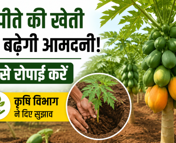 Papita Ki Kheti Kaise Kare
