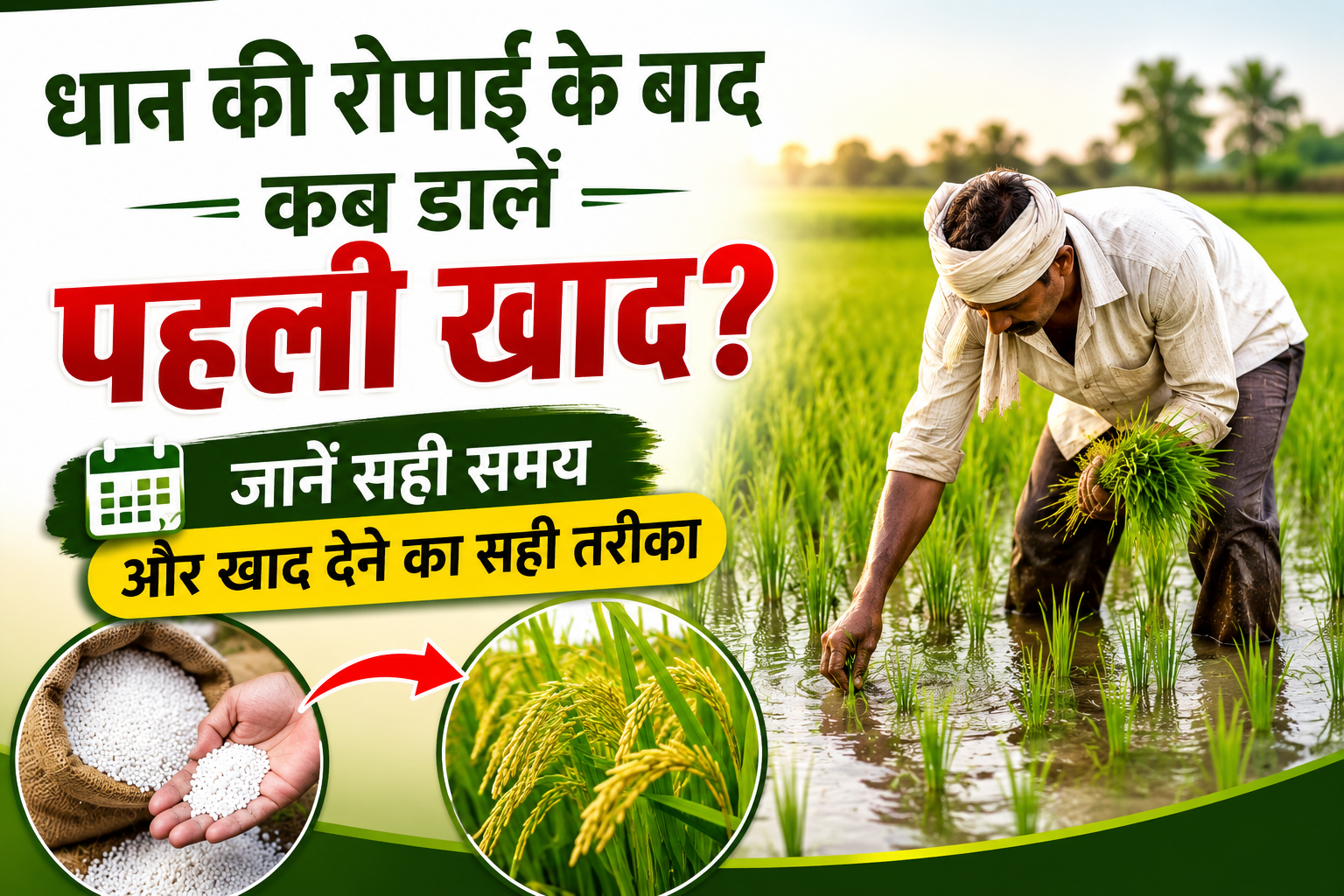 जानें सही समय और खाद देने का सही तरीका Dhan Ki Ropai Ke Baad Kab Dalein Pehli Khad